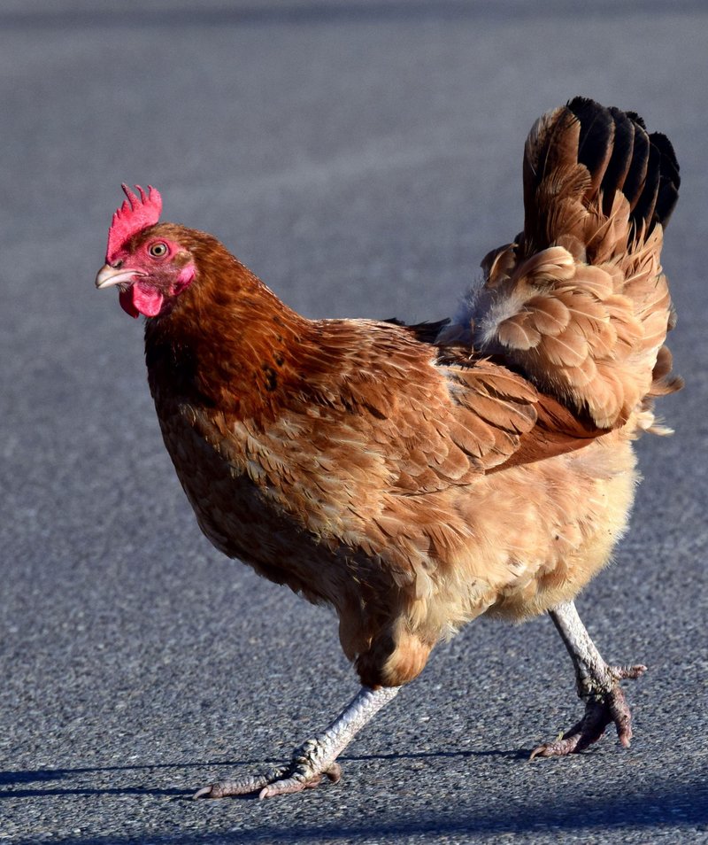 Descubre el Mito del Camino del Pollo en el Casino de España